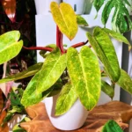 philodendron erubescens