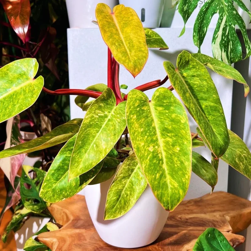 philodendron erubescens