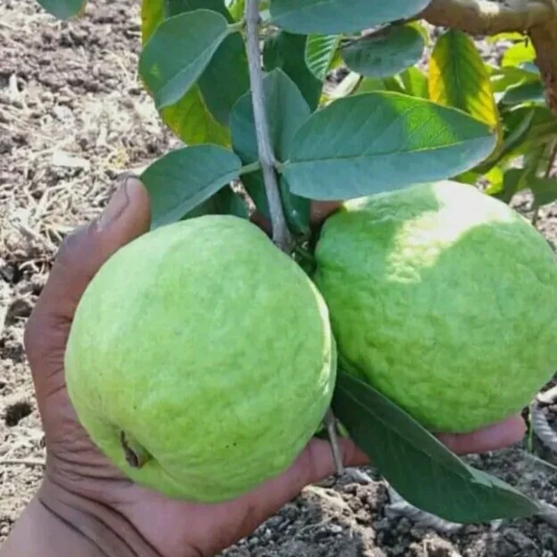 taiwan pink guava