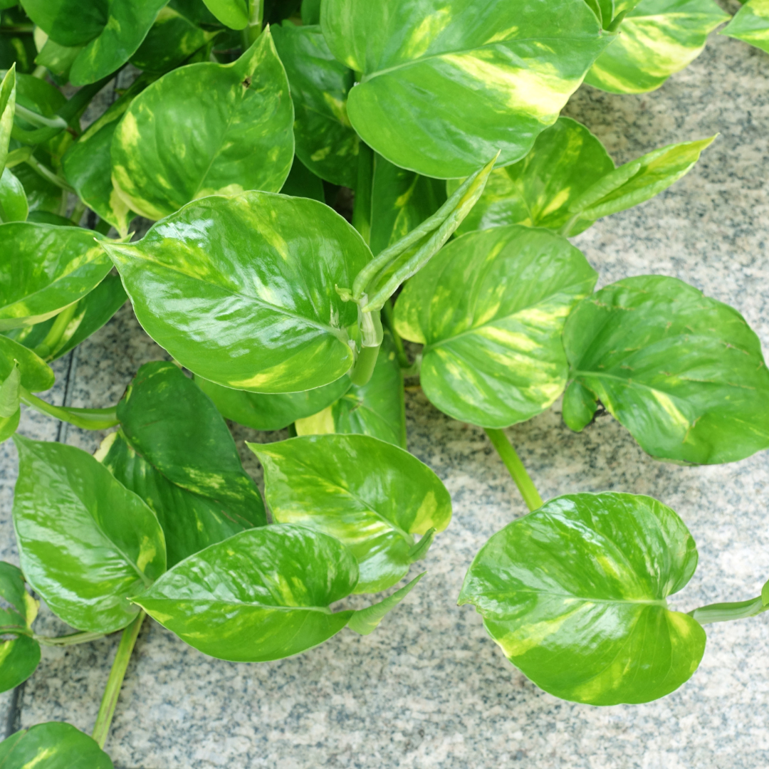 money plant money plant