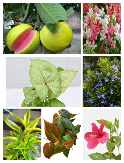 valentines day gifts