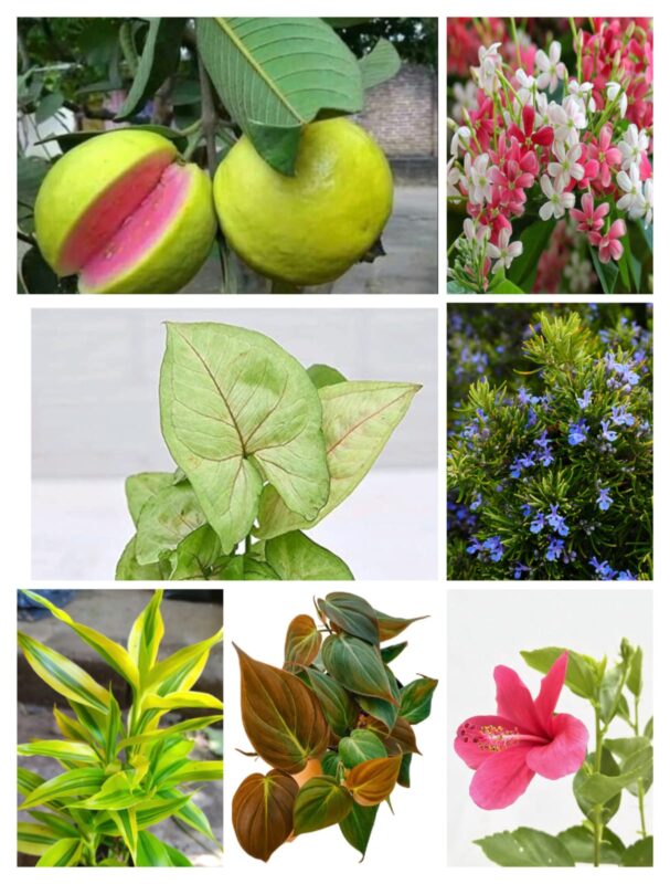 valentines day gifts