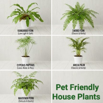 pet friendly house plants combo