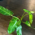 indoor philodendron​