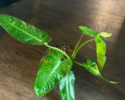 indoor philodendron​