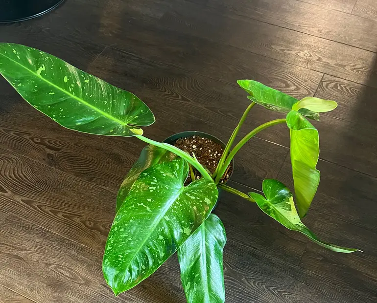 indoor philodendron​