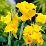 yellow canna lily​