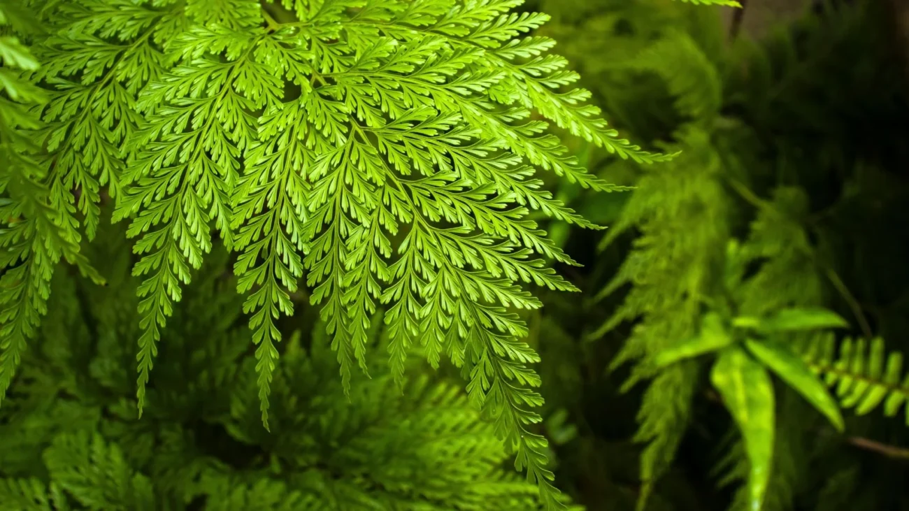 fern plant​