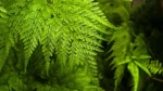 fern plant​