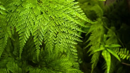 fern plant​