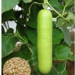 bottle gourd