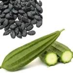 ridge gourd seeds