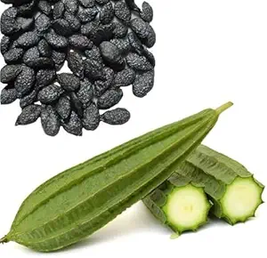 ridge gourd seeds
