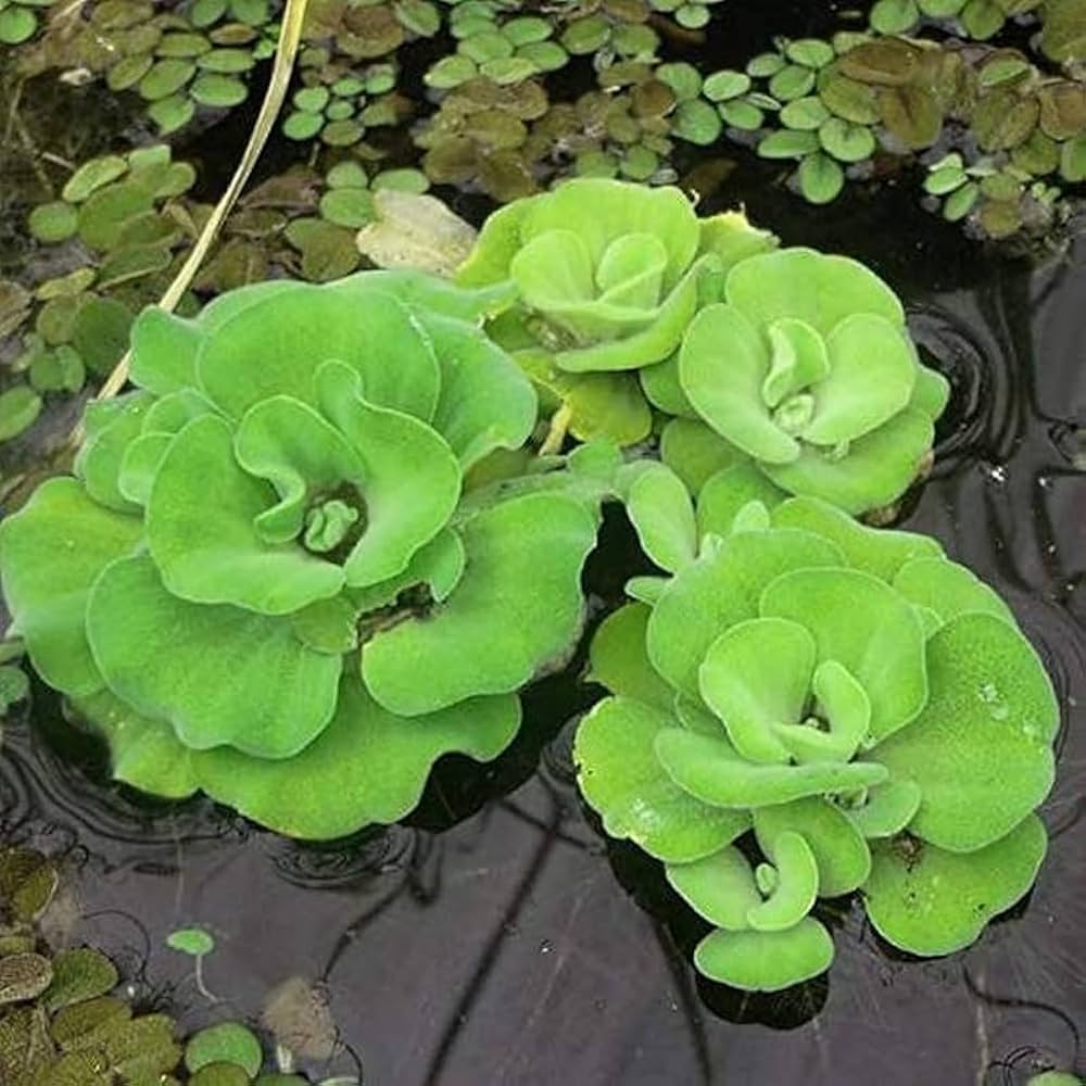 water lettuce water lettuce