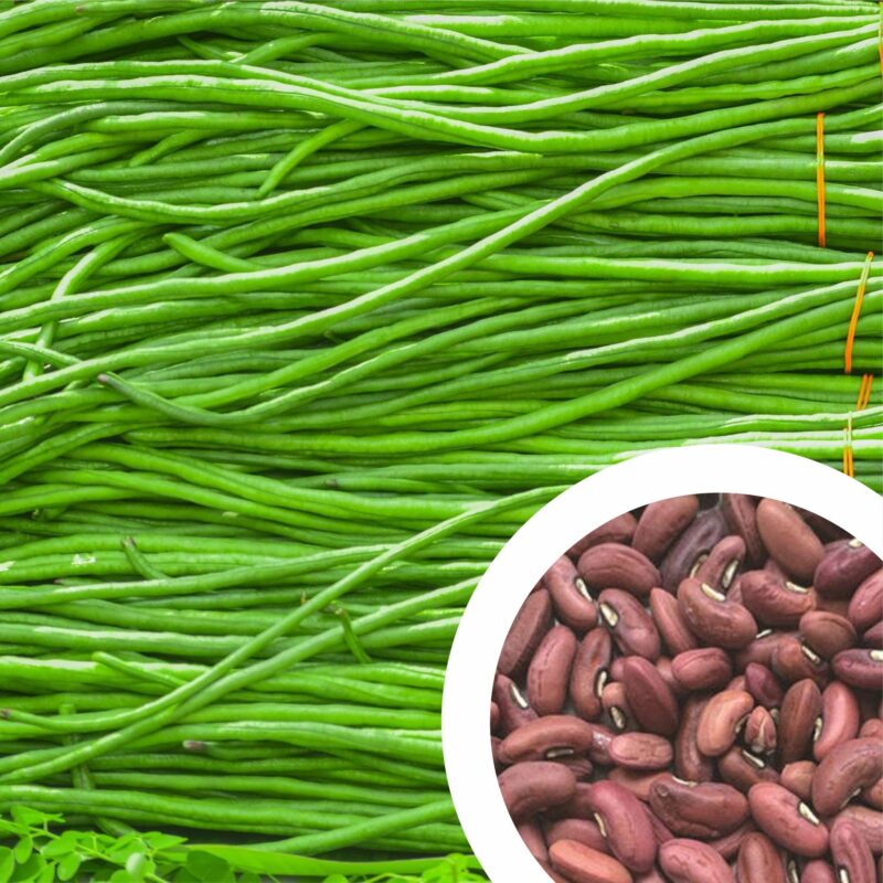 yard long bean seeds