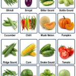 hybrid vegetable seeds​