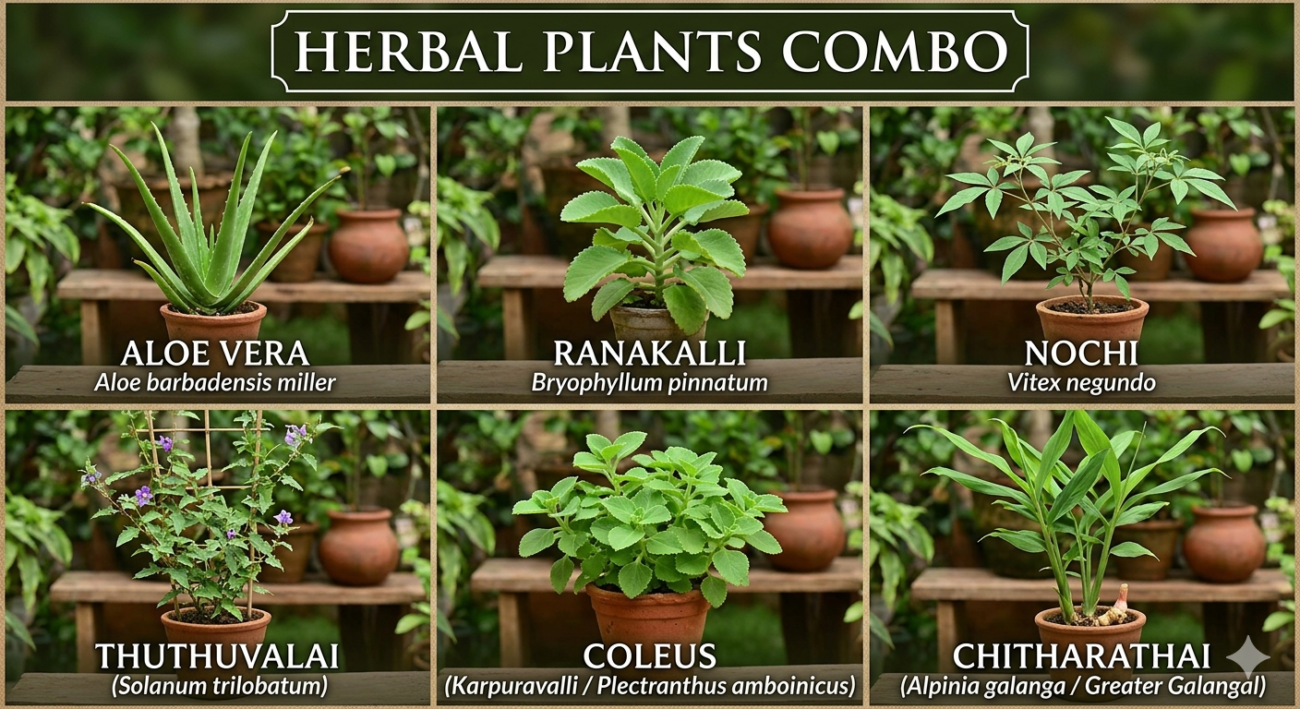 herbal plants