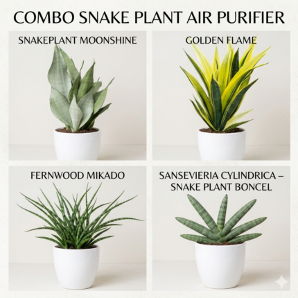snake plant air purifier