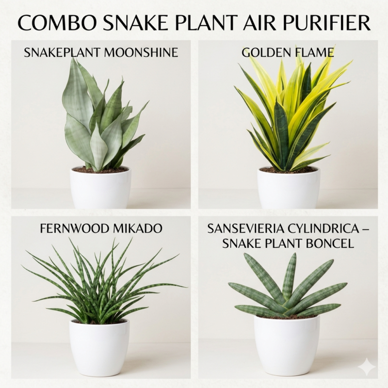 snake plant air purifier