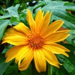 mexican sunflower​