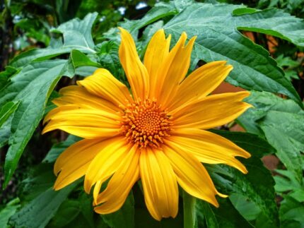 mexican sunflower​