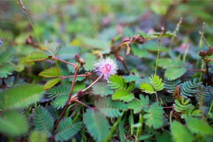 mimosa pudica plant​